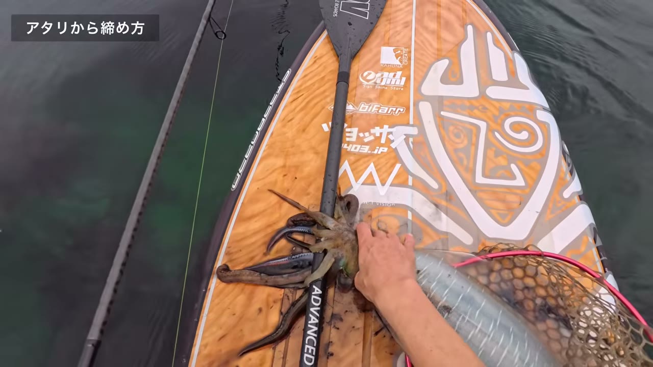 釣れたアオリイカをSUPの上で押さえている場面