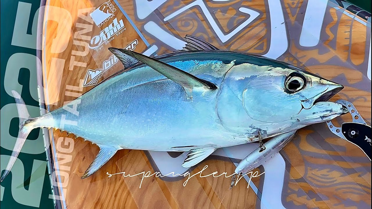SUPでコシナガマグロを追うキャスティング動画のサムネイル